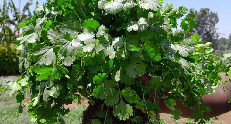 Coriander for sale