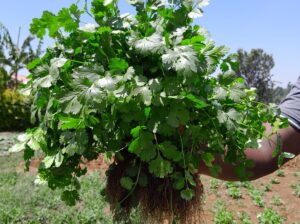 Coriander for sale