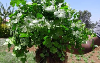 Coriander for sale