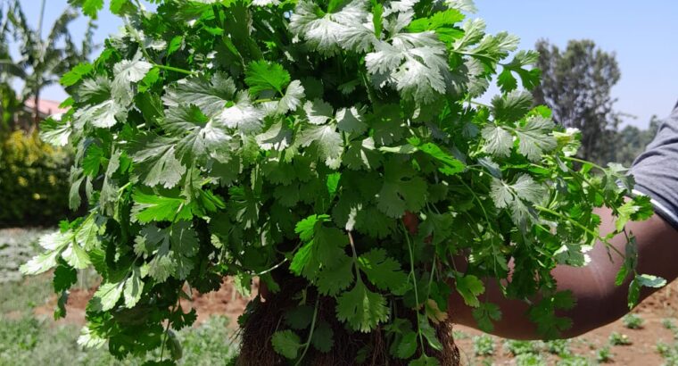 Coriander for sale