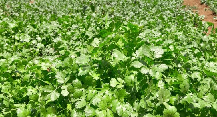 Coriander for sale