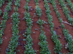 Coriander for sale