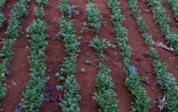 Coriander for sale