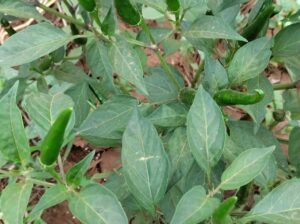 African bird eye chilli