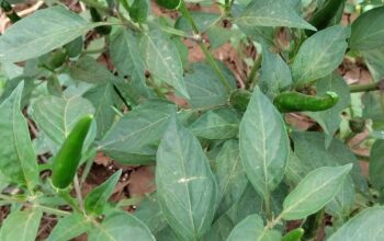 African bird eye chilli