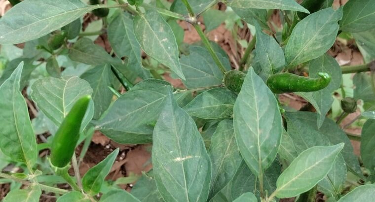 African bird eye chilli