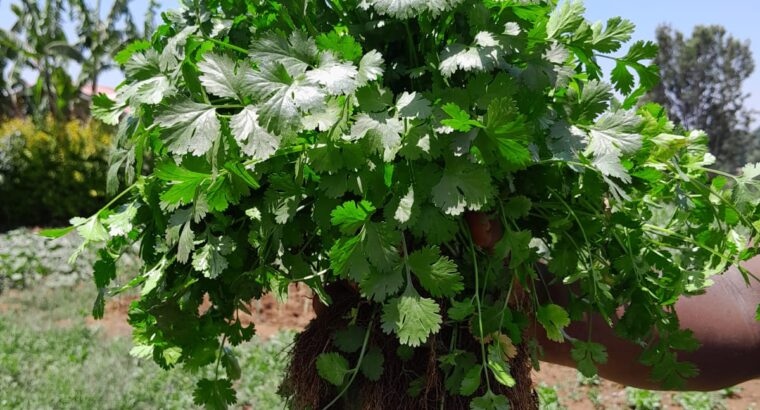 Coriander for sale