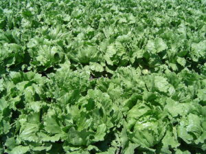 Farm fresh lettuce