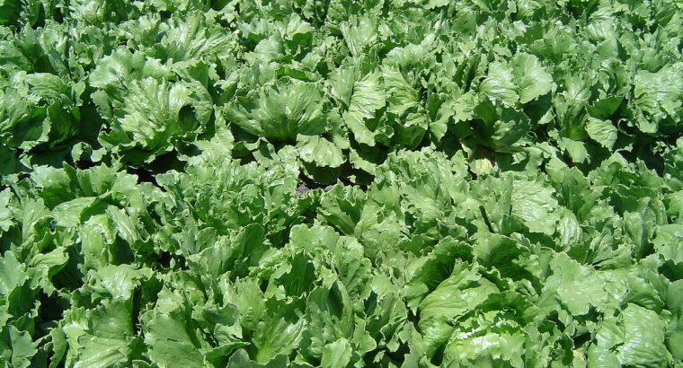 Farm fresh lettuce