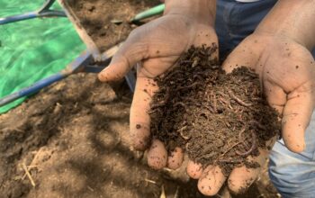 Vermi Compost Manure