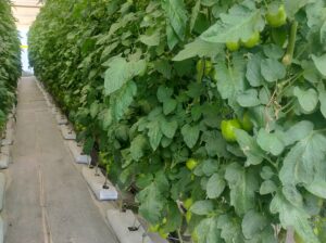 Hydroponics greenhouse