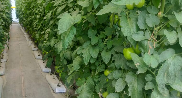 Hydroponics greenhouse