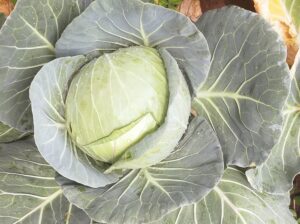 Fresh cabbage for sale