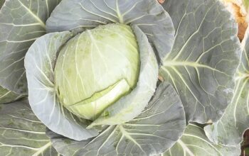 Fresh cabbage for sale