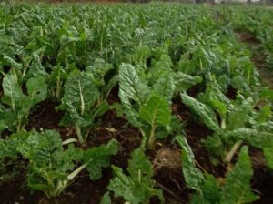 organic spinach for sale