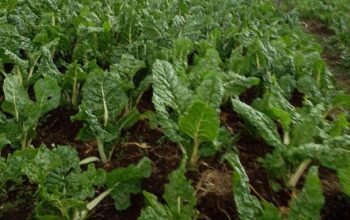 organic spinach for sale