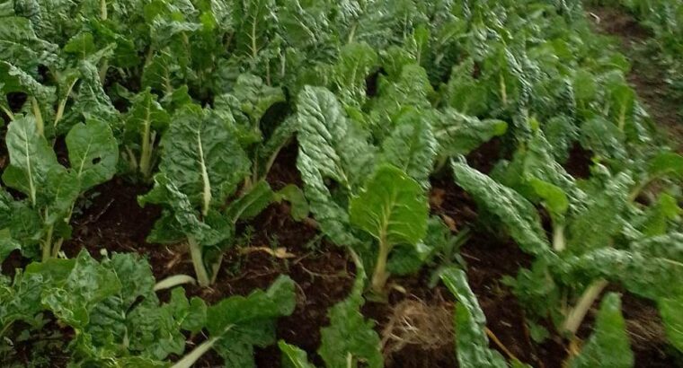 organic spinach for sale