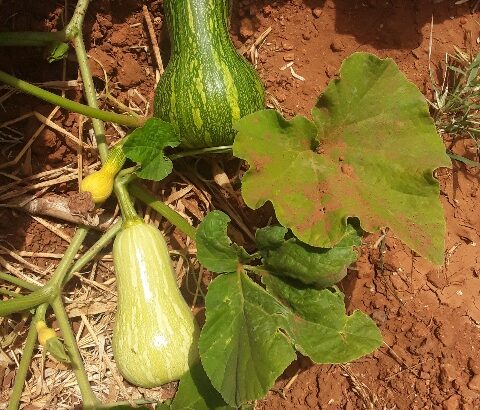 Fresh butternut from farm