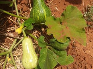 Fresh butternut from farm