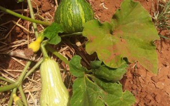 Fresh butternut from farm