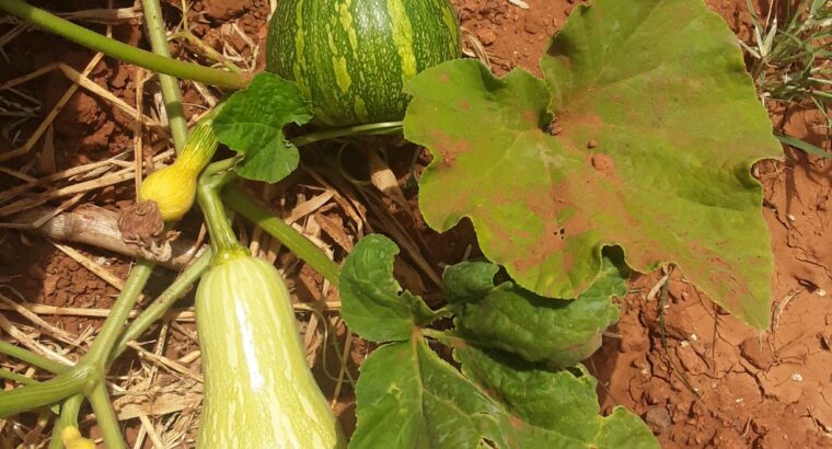 Fresh butternut from farm