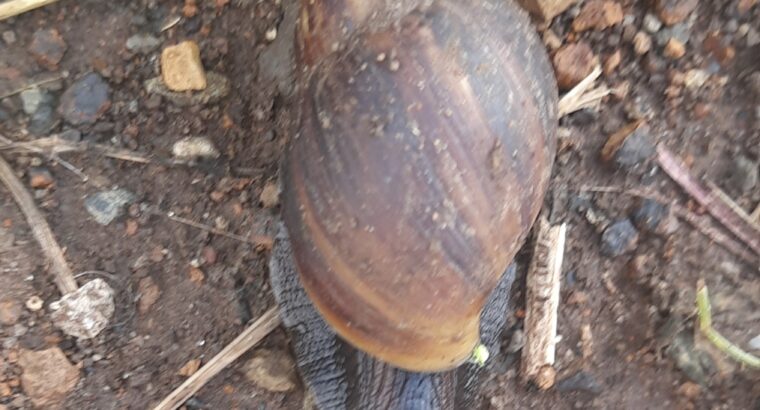 African Giant Snails