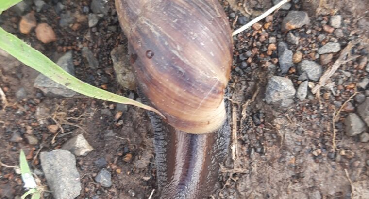African Giant Snails
