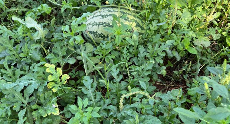 fresh watermelon