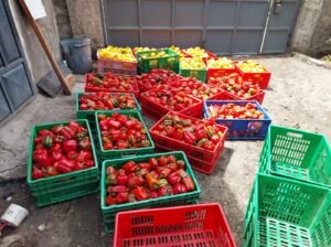 Red & Yellow capsicums