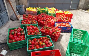 Red & Yellow capsicums