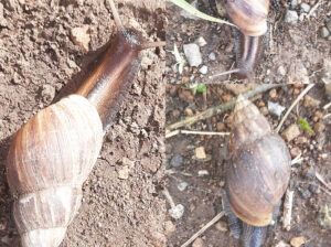 African Giant Snails