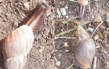 African Giant Snails