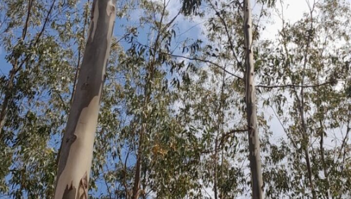 Eucalyptus trees