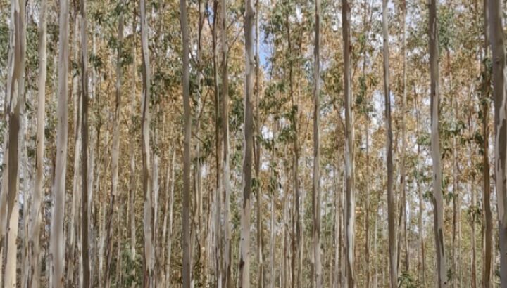 Eucalyptus trees