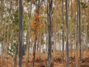 Eucalyptus trees