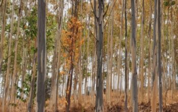 Eucalyptus trees