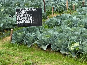 Fresh Cabbages for Sales