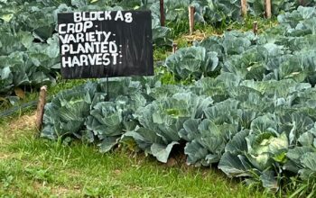 Fresh Cabbages for Sales