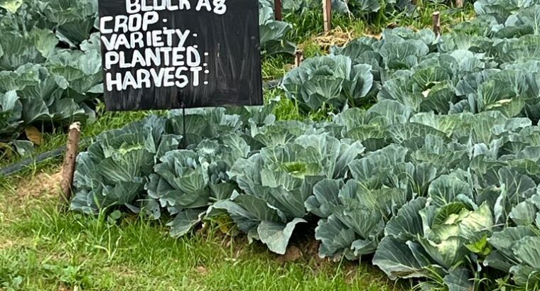 Fresh Cabbages for Sales