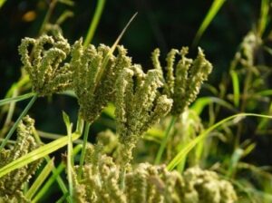 Finger Millet