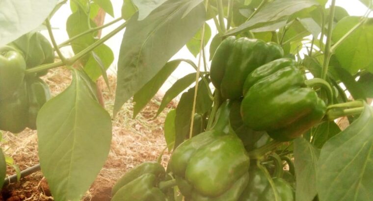 Red and Yellow Capsicum