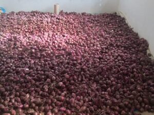 Red onions for sale