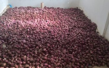 Red onions for sale
