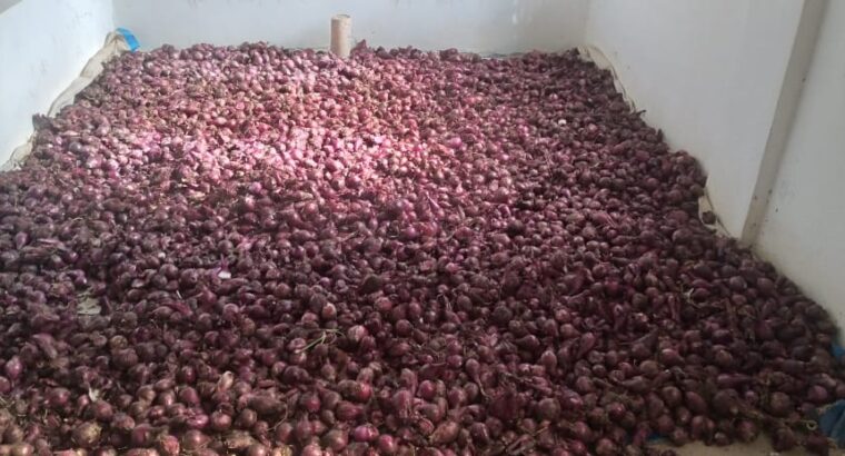 Red onions for sale