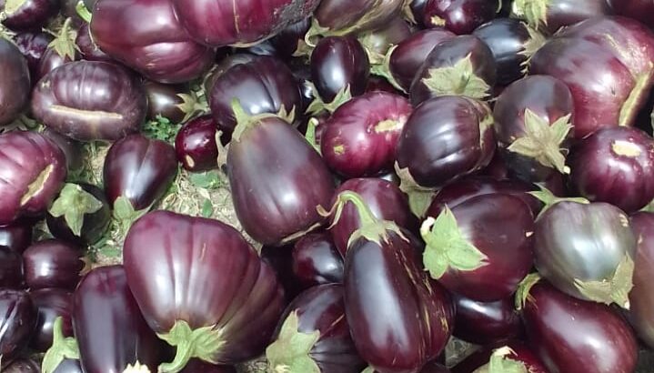 EGG PLANTS (Biriganya)