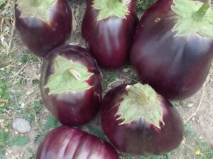 EGG PLANTS (Biriganya)