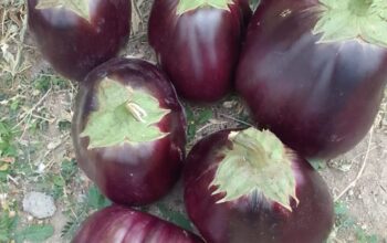 EGG PLANTS (Biriganya)