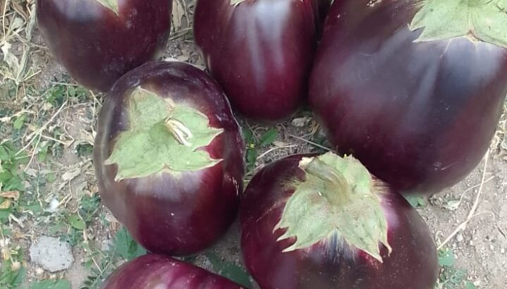 EGG PLANTS (Biriganya)