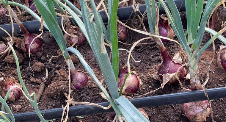 Red Onions Neptune F1