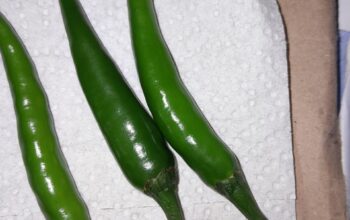 Demon F1 chillies(Green)